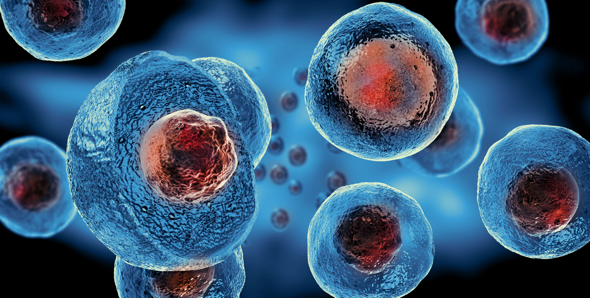 Stem Cell Therapies - illustration of cells